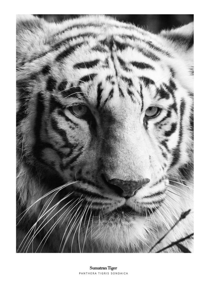 Poster - Sumatran Tiger 21x30 - Dear Sam
