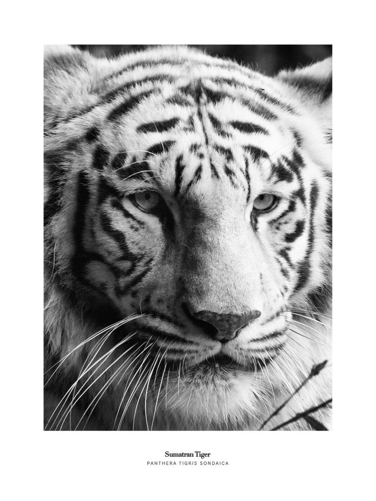 Poster - Sumatran Tiger 30x40 - Dear Sam