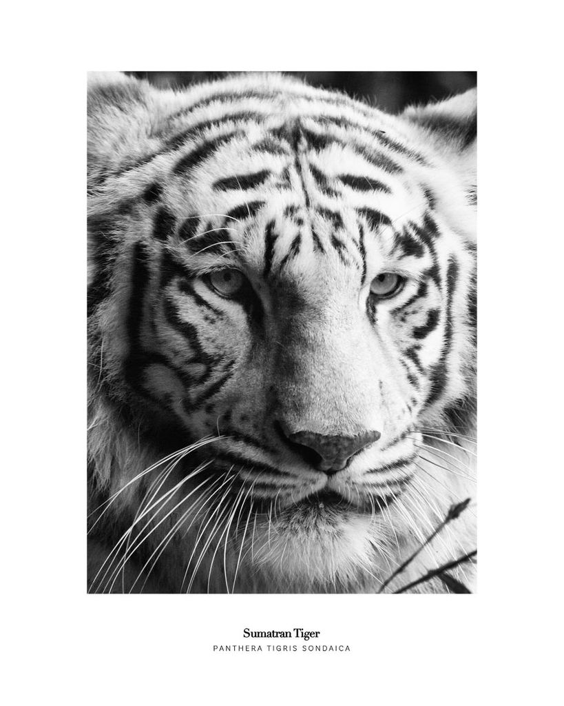 Poster - Sumatran Tiger 40x50 - Dear Sam