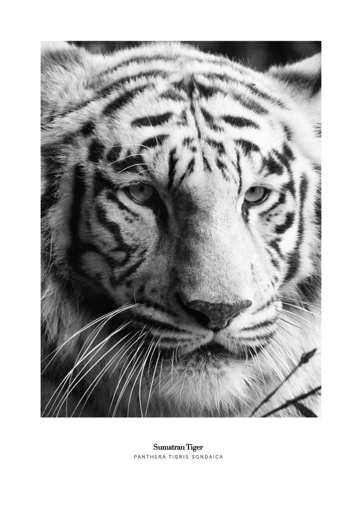 Poster - Sumatran Tiger 50x70 - Dear Sam