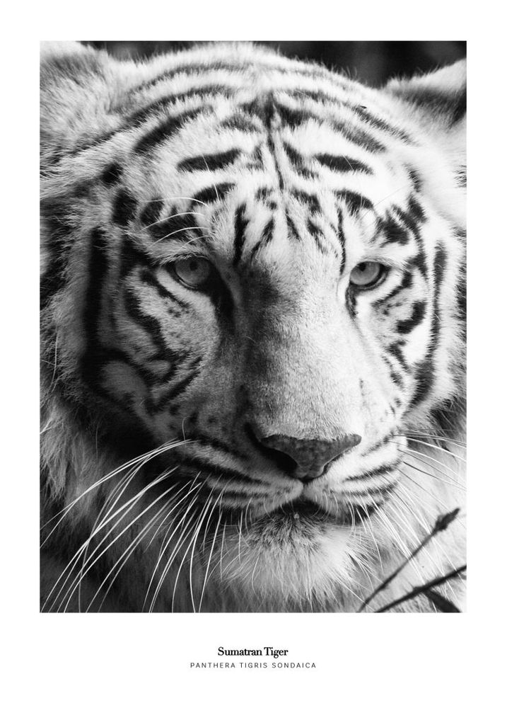 Poster - Sumatran Tiger 70x100 - Dear Sam
