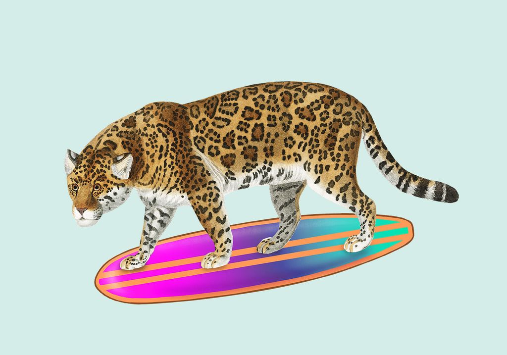 Poster - Surf Tiger 100x70 - Dear Sam