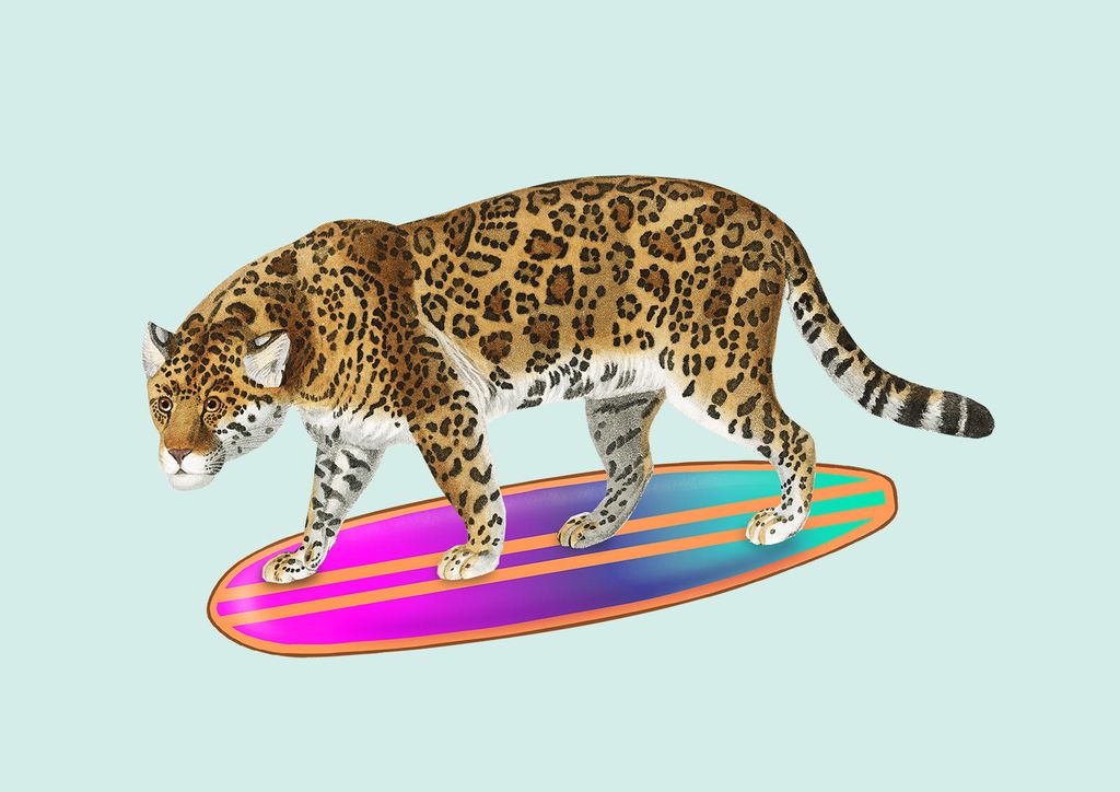 Poster - Surf Tiger 30x21 - Dear Sam