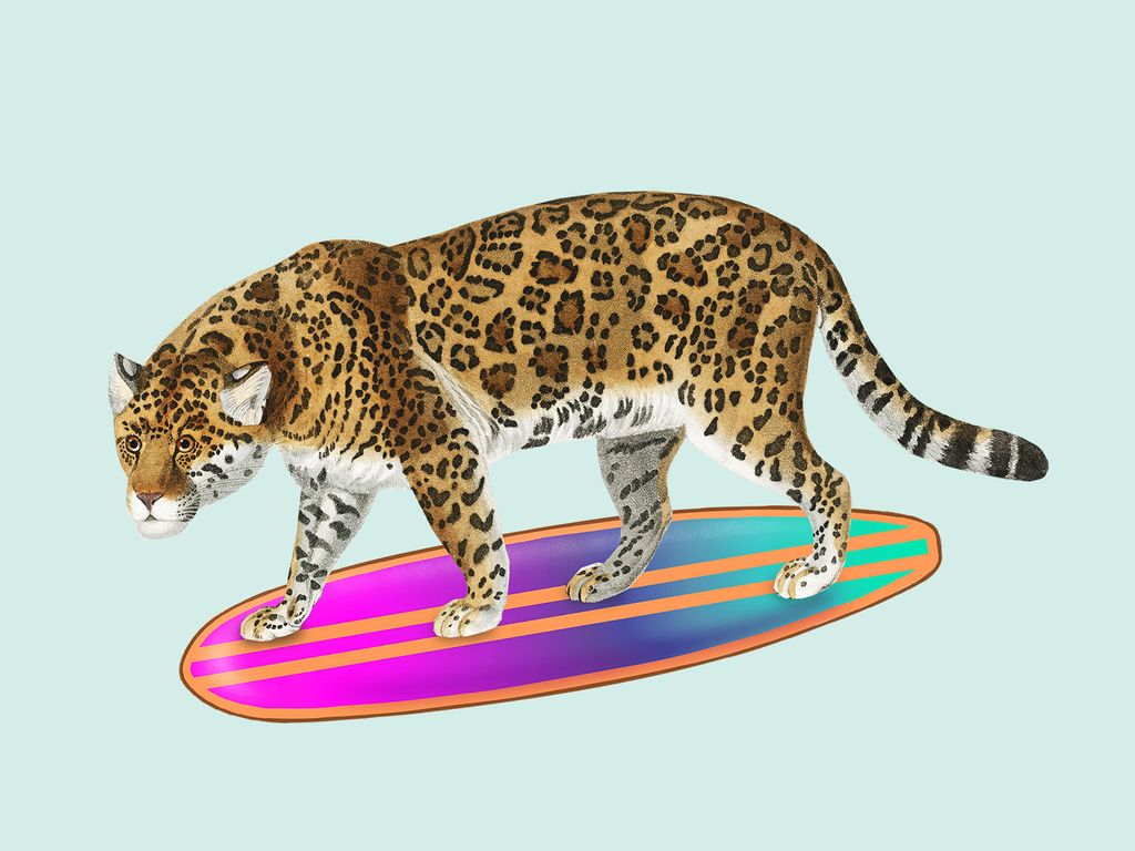 Poster - Surf Tiger 40x30 - Dear Sam