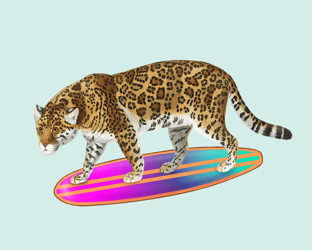 Poster - Surf Tiger 50x40 - Dear Sam