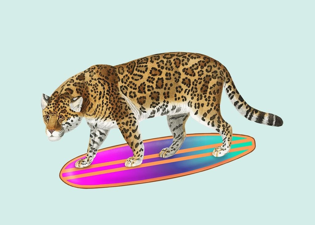 Poster - Surf Tiger 70x50 - Dear Sam