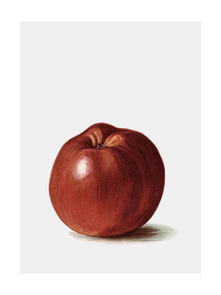 Poster - Swedish Apple 30x40 - Dear Sam