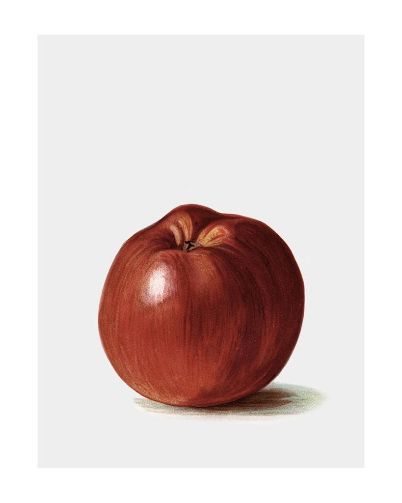 Poster - Swedish Apple 40x50 - Dear Sam