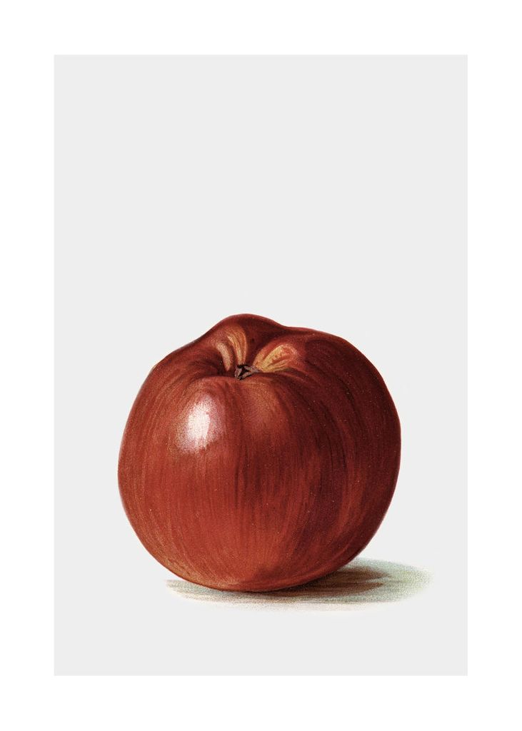 Dear Sam Poster, Schwedischer Apfel 50x70, Minimalistische Illustration