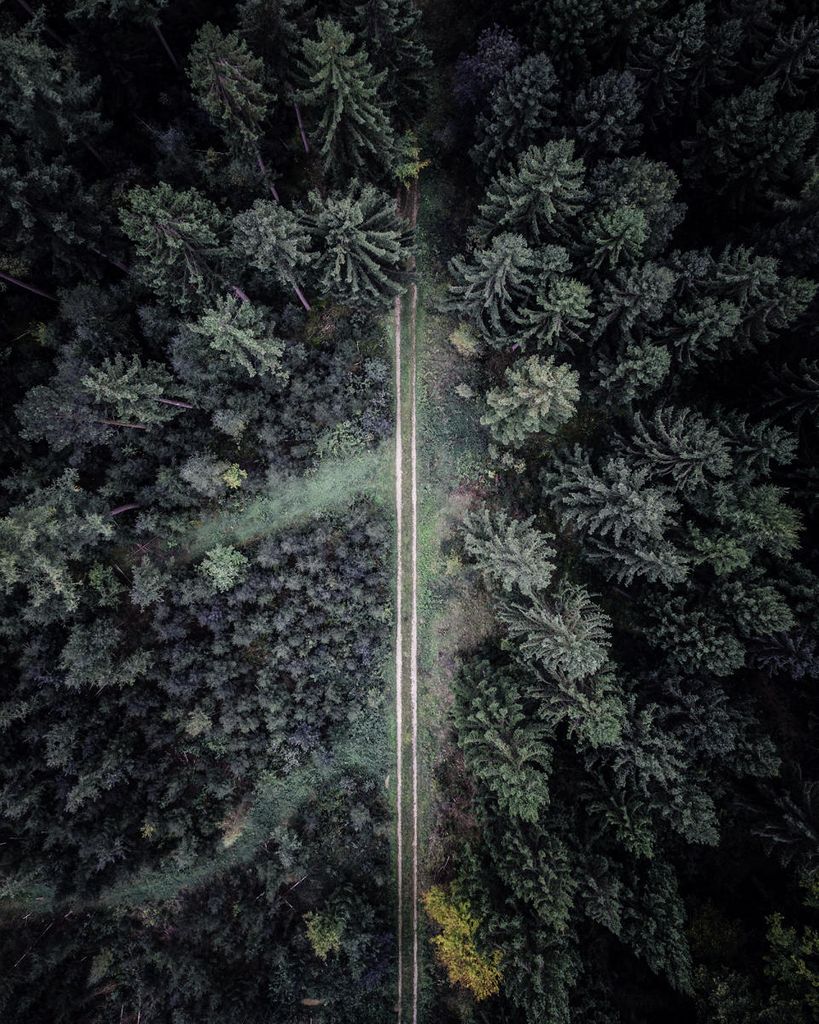 Poster - The Road Not Taken 40x50 - Dear Sam