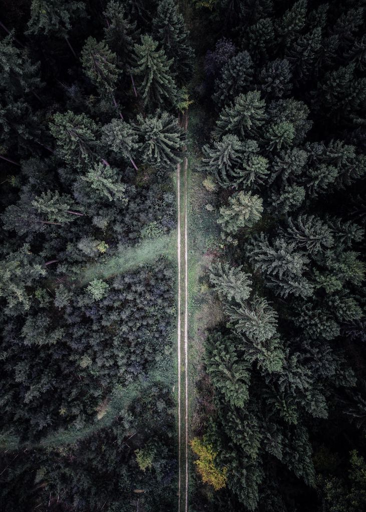 Poster - The Road Not Taken 50x70 - Dear Sam