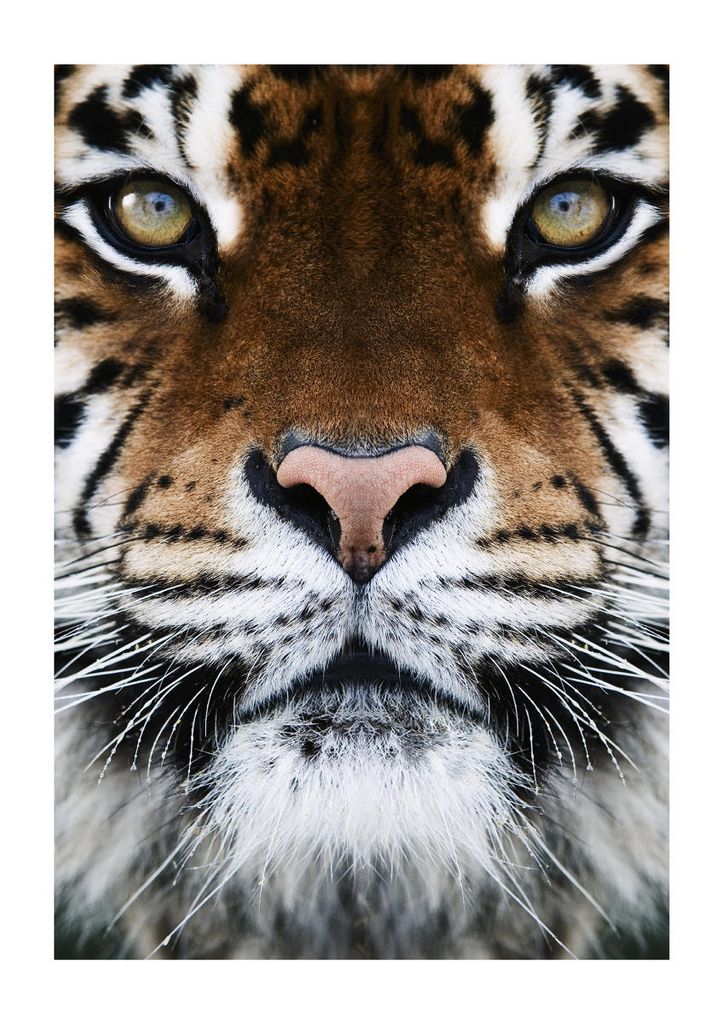 Poster - Tiger Front 21x30 - Dear Sam
