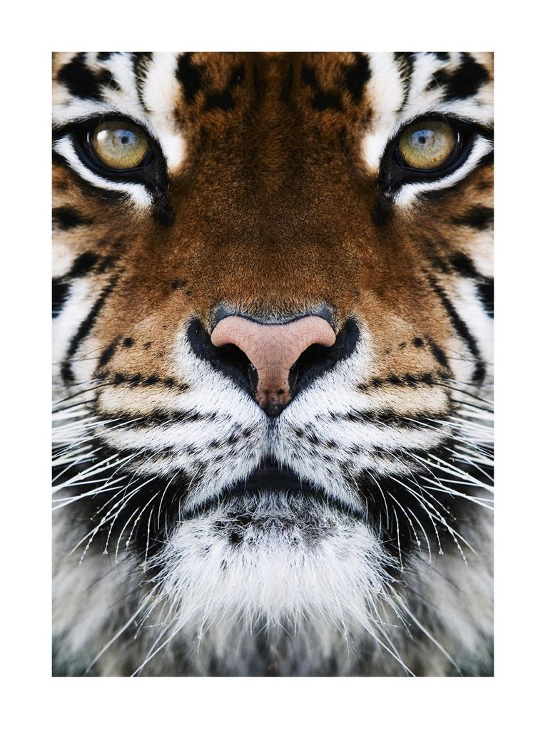 Poster - Tiger Front 30x40 - Dear Sam