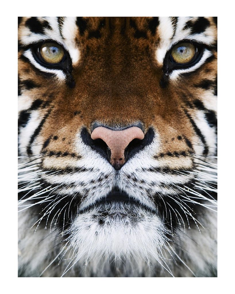 Poster - Tiger Front 40x50 - Dear Sam