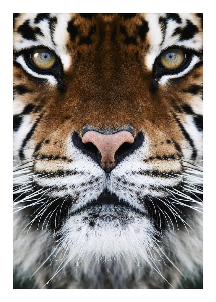 Poster - Tiger Front 50x70 - Dear Sam