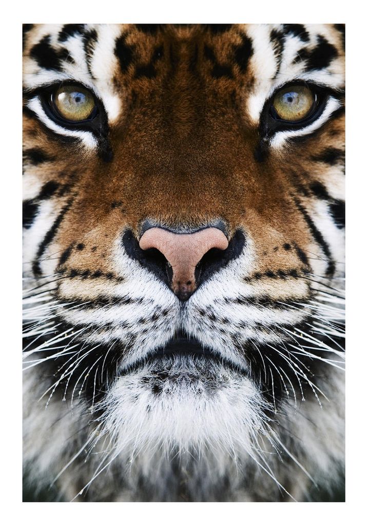 Poster - Tiger Front 70x100 - Dear Sam