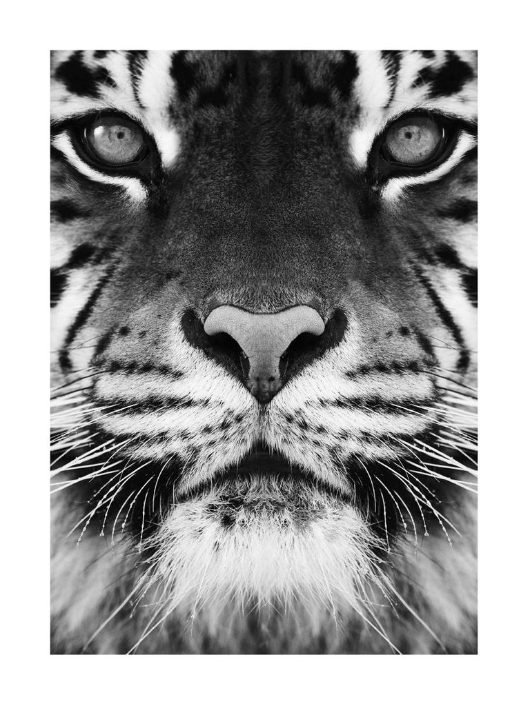 Poster - Tiger Front Black And White 30x40 - Dear Sam