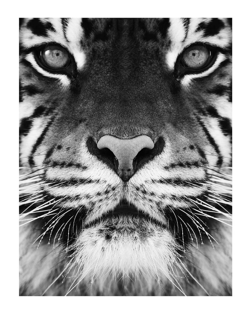 Poster - Tiger Front Black And White 40x50 - Dear Sam