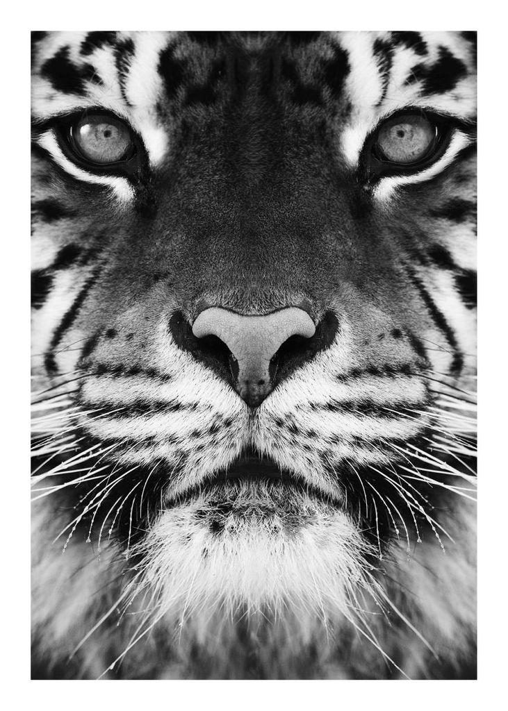 Poster - Tiger Front Black And White 50x70 - Dear Sam