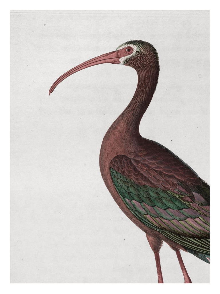 Poster - Tropical Bird Vintage 30x40 - Dear Sam