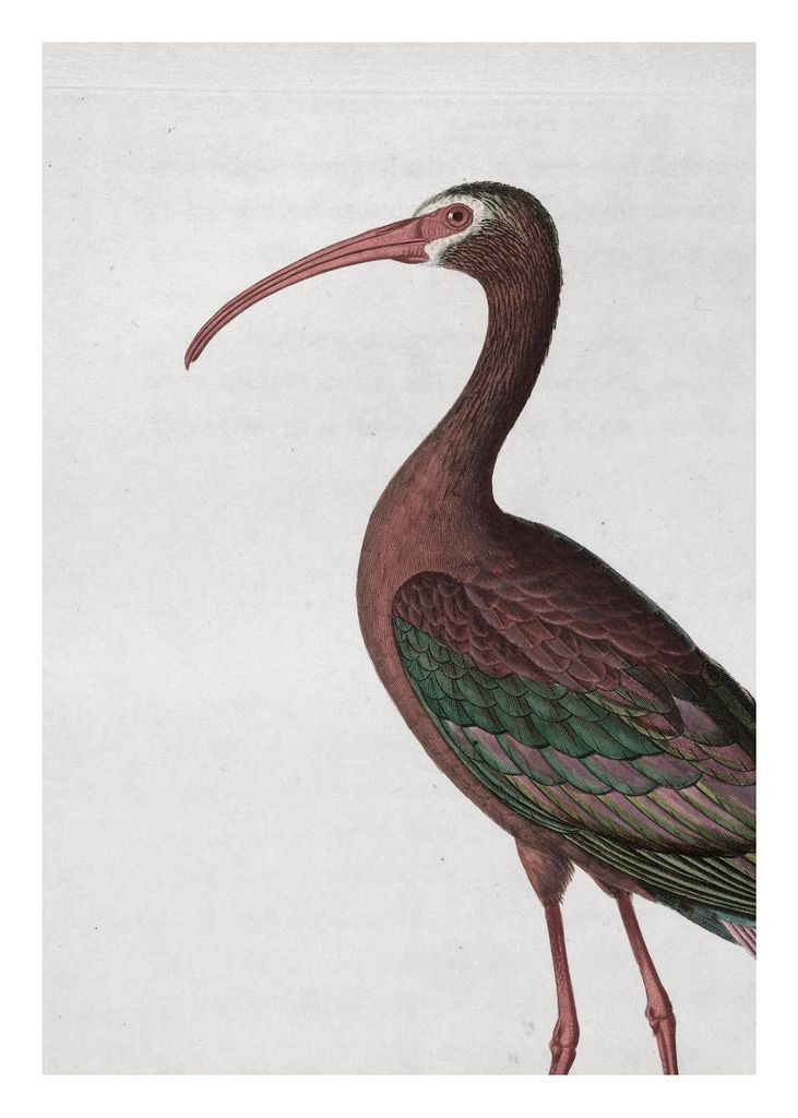 Poster - Tropical Bird Vintage 50x70 - Dear Sam