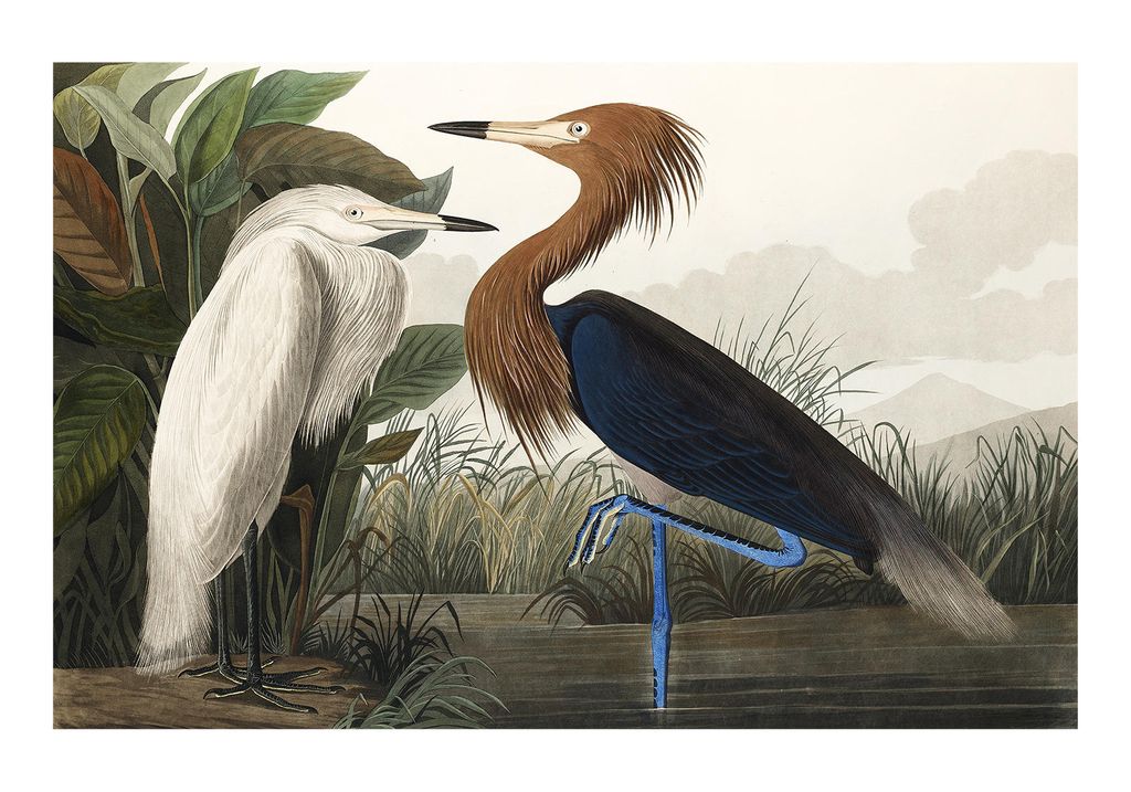 Poster - Vintage Bird 2 100x70 - Dear Sam