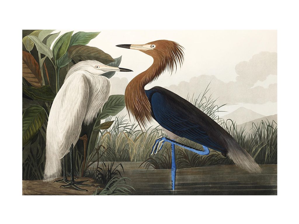 Poster - Vintage Bird 2 40x30 - Dear Sam