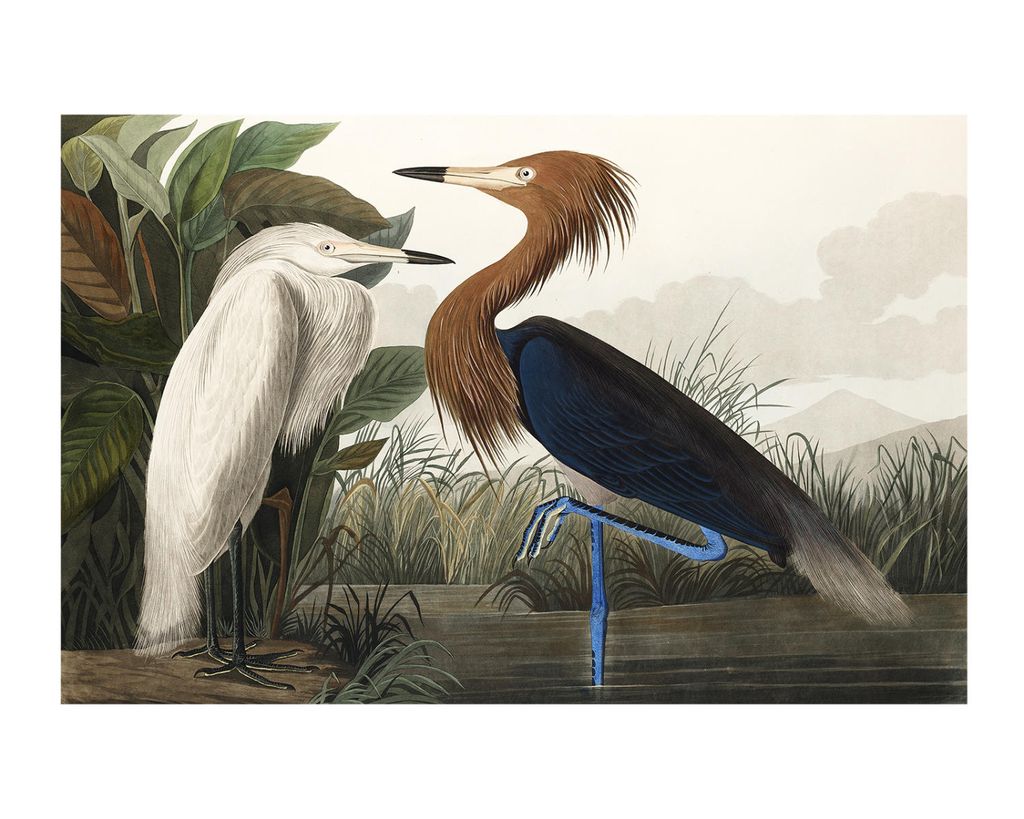 Poster - Vintage Bird 2 50x40 - Dear Sam