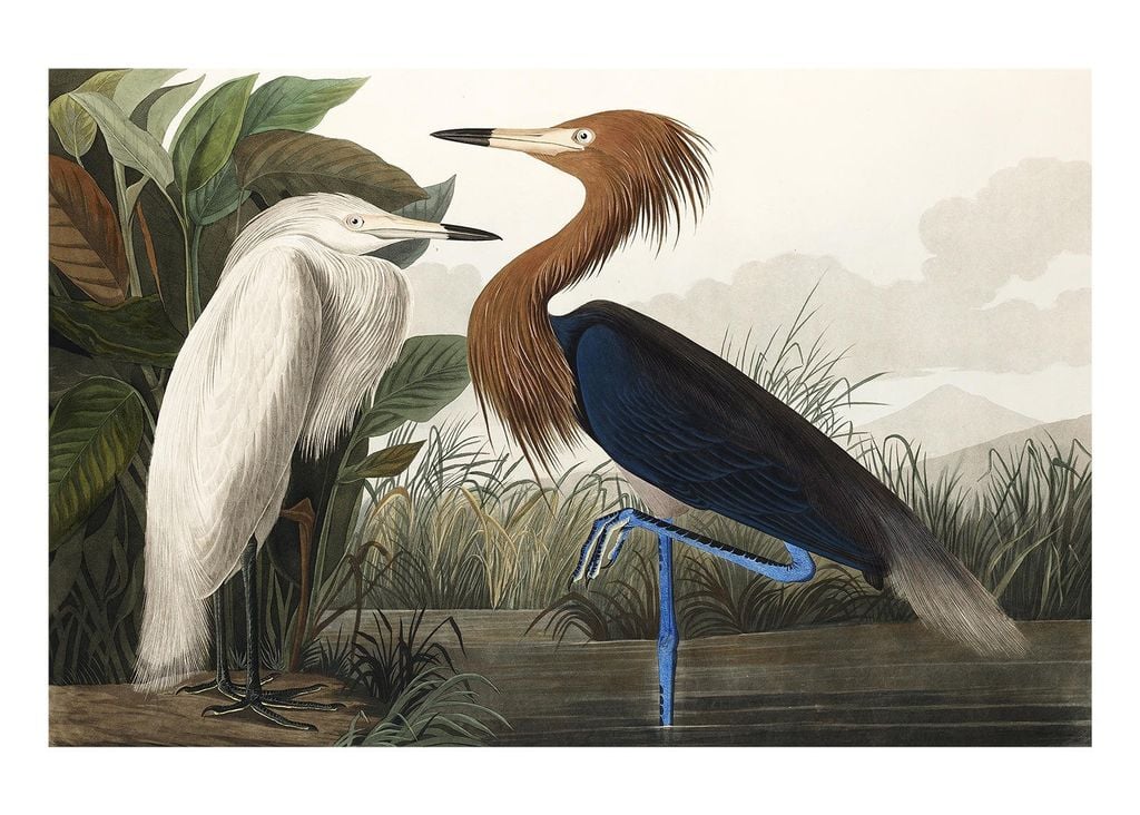 Poster - Vintage Bird 2 70x50 - Dear Sam
