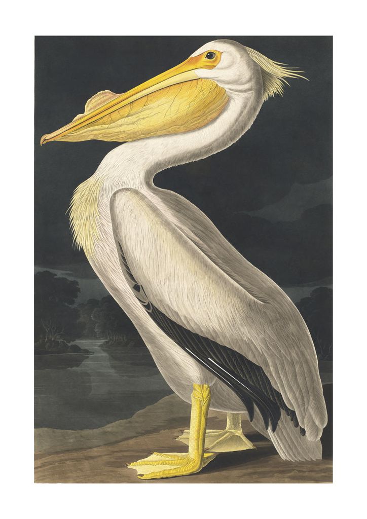 Poster - Vintage Bird 21x30 - Dear Sam