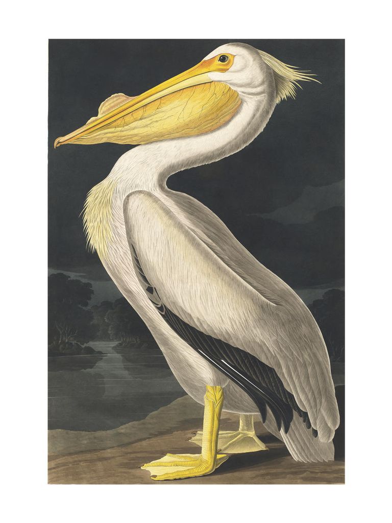 Poster - Vintage Bird 30x40 - Dear Sam