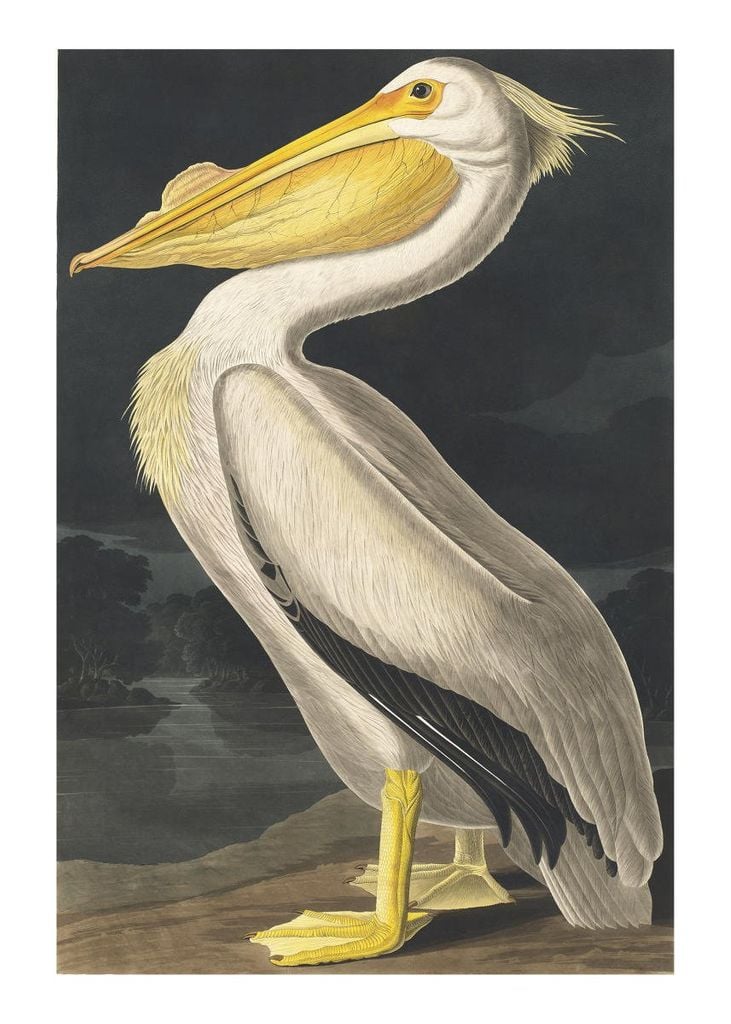 Poster - Vintage Bird 50x70 - Dear Sam