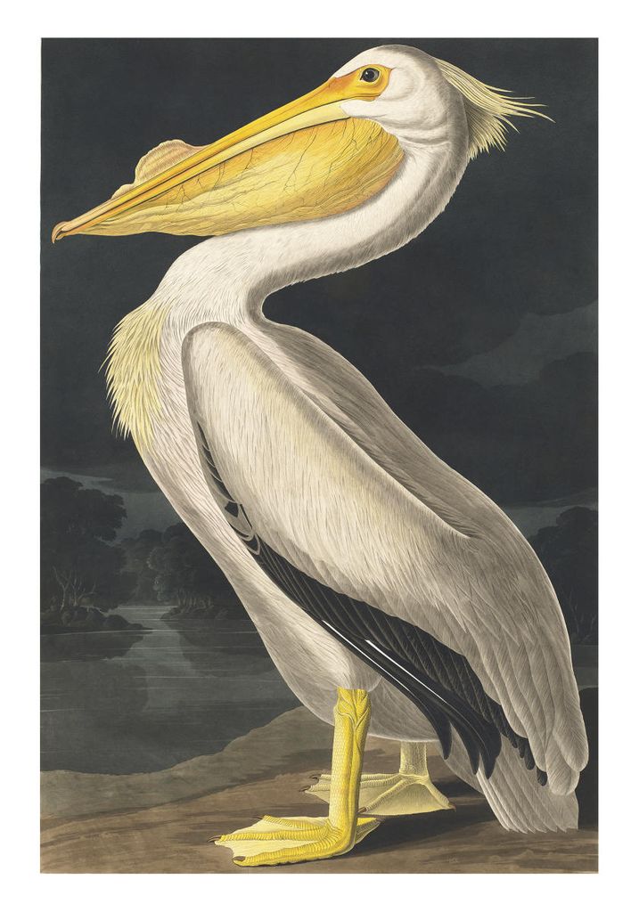 Poster - Vintage Bird 70x100 - Dear Sam