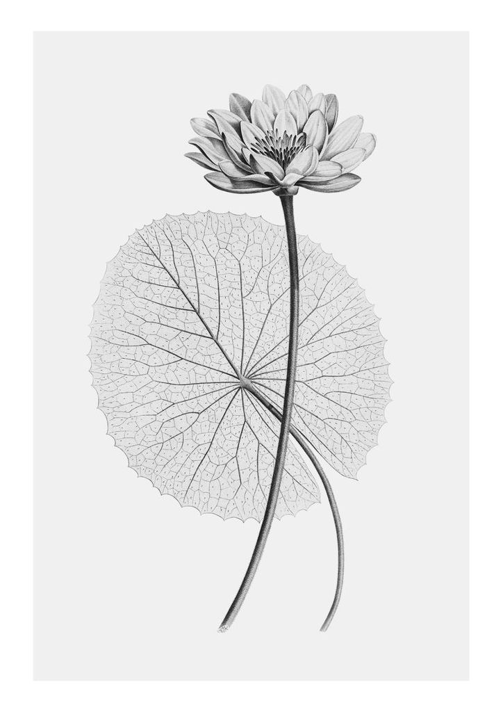 Poster - Vintage Lotus 2 21x30 - Dear Sam