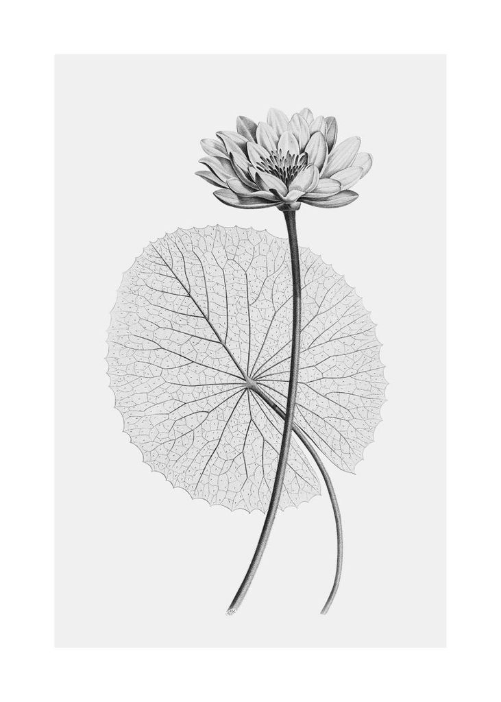 Poster - Vintage Lotus 2 50x70 - Dear Sam