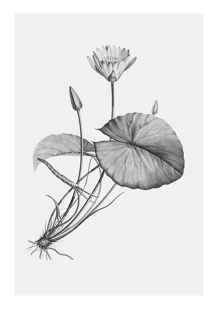 Poster - Vintage Lotus 21x30 - Dear Sam