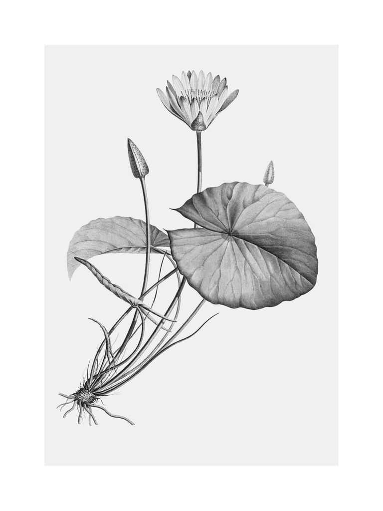 Poster - Vintage Lotus 30x40 - Dear Sam