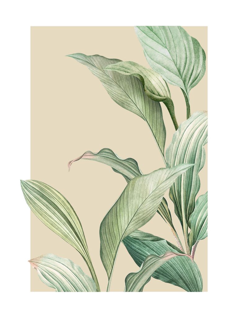 Poster - Vintage Palm Leaves 30x40 - Dear Sam