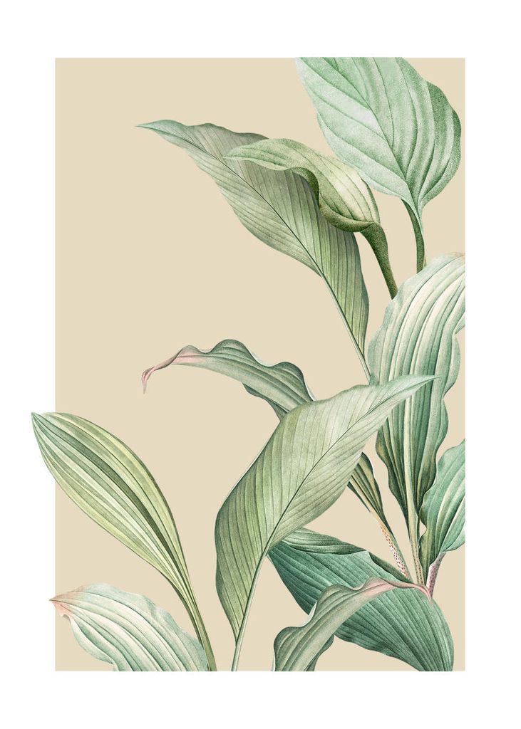 Poster - Vintage Palm Leaves 50x70 - Dear Sam