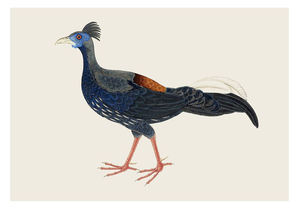Poster - Vintage Pheasant 100x70 - Dear Sam