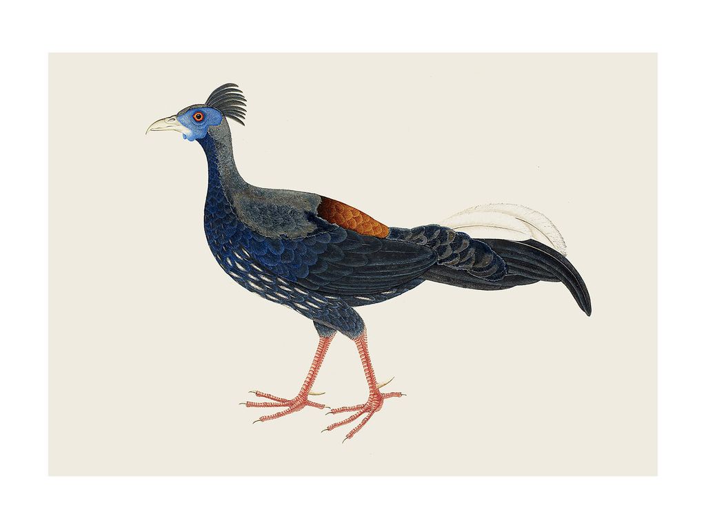 Poster - Vintage Pheasant 40x30 - Dear Sam