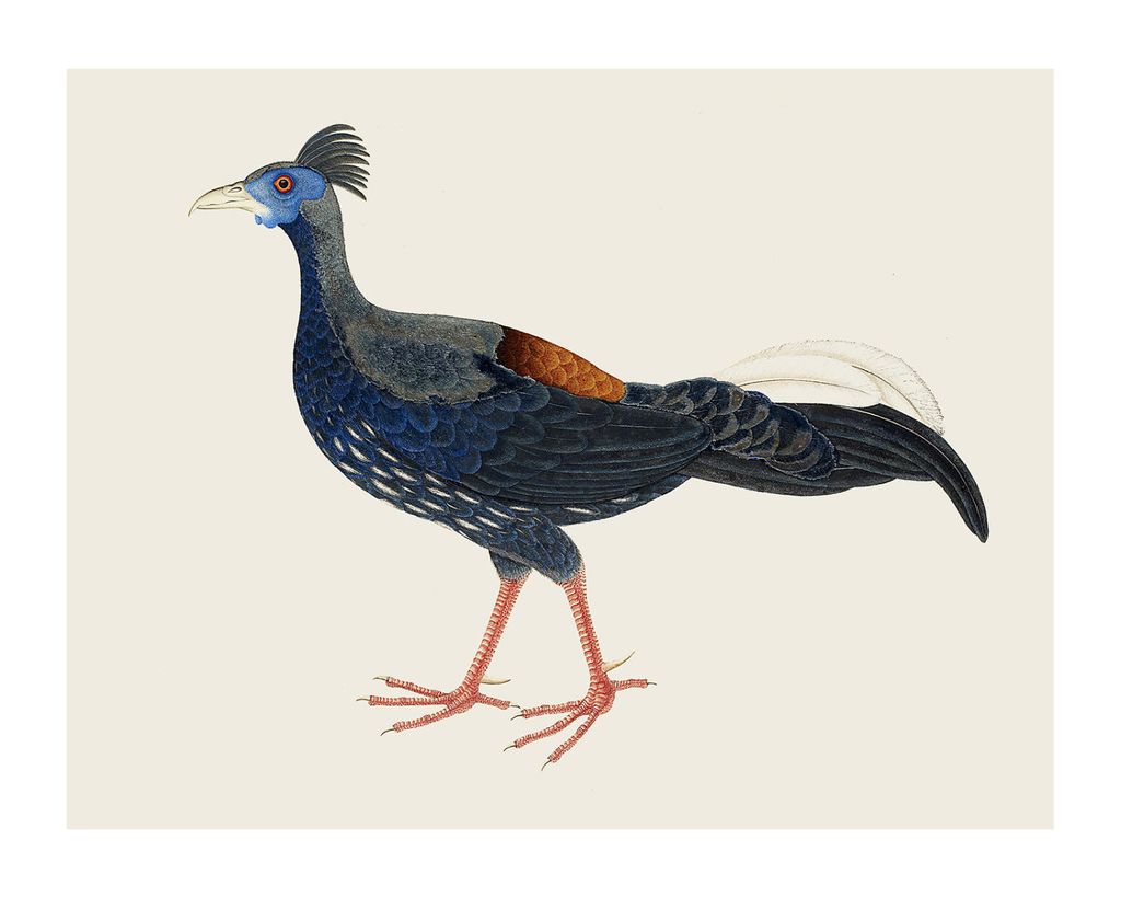 Poster - Vintage Pheasant 50x40 - Dear Sam