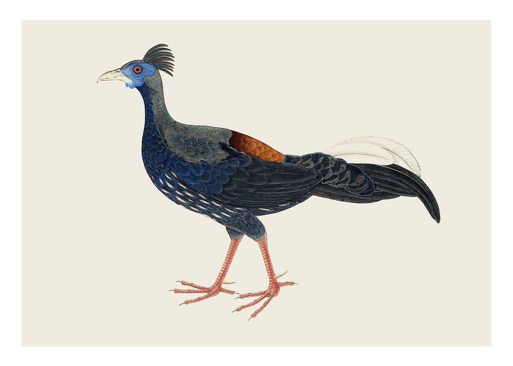 Poster - Vintage Pheasant 70x50 - Dear Sam