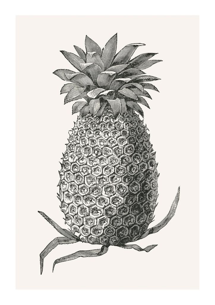 Poster - Vintage Pineapple 21x30 - Dear Sam