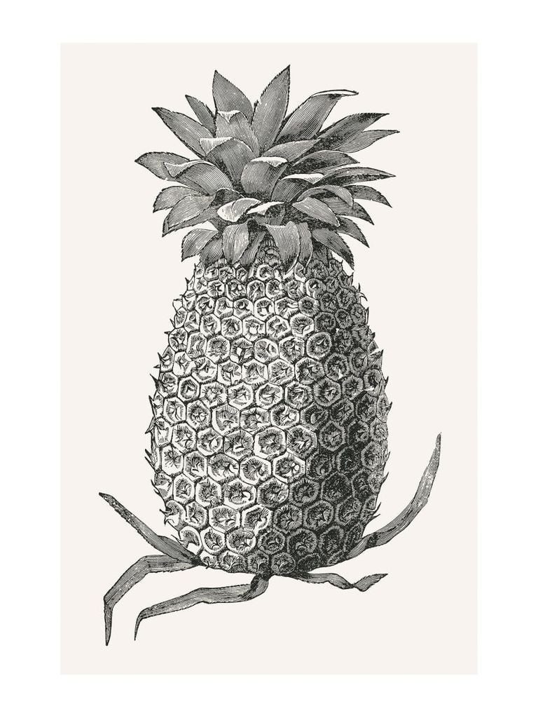 Poster - Vintage Pineapple 30x40 - Dear Sam