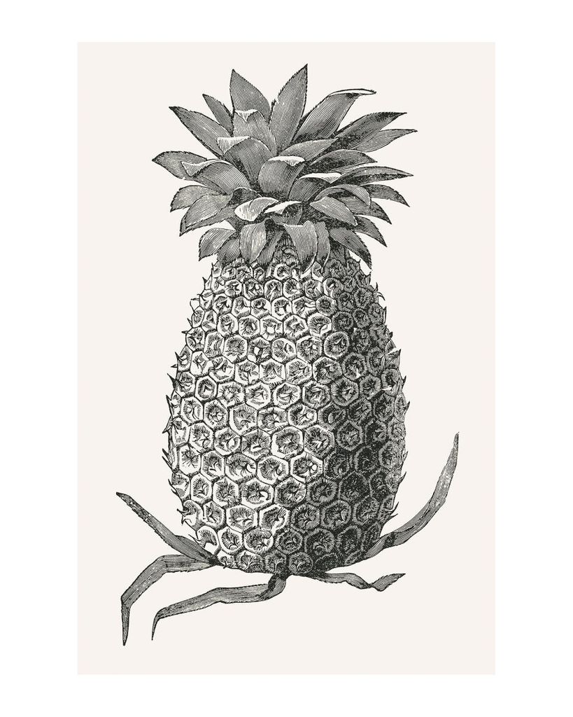 Poster - Vintage Pineapple 40x50 - Dear Sam