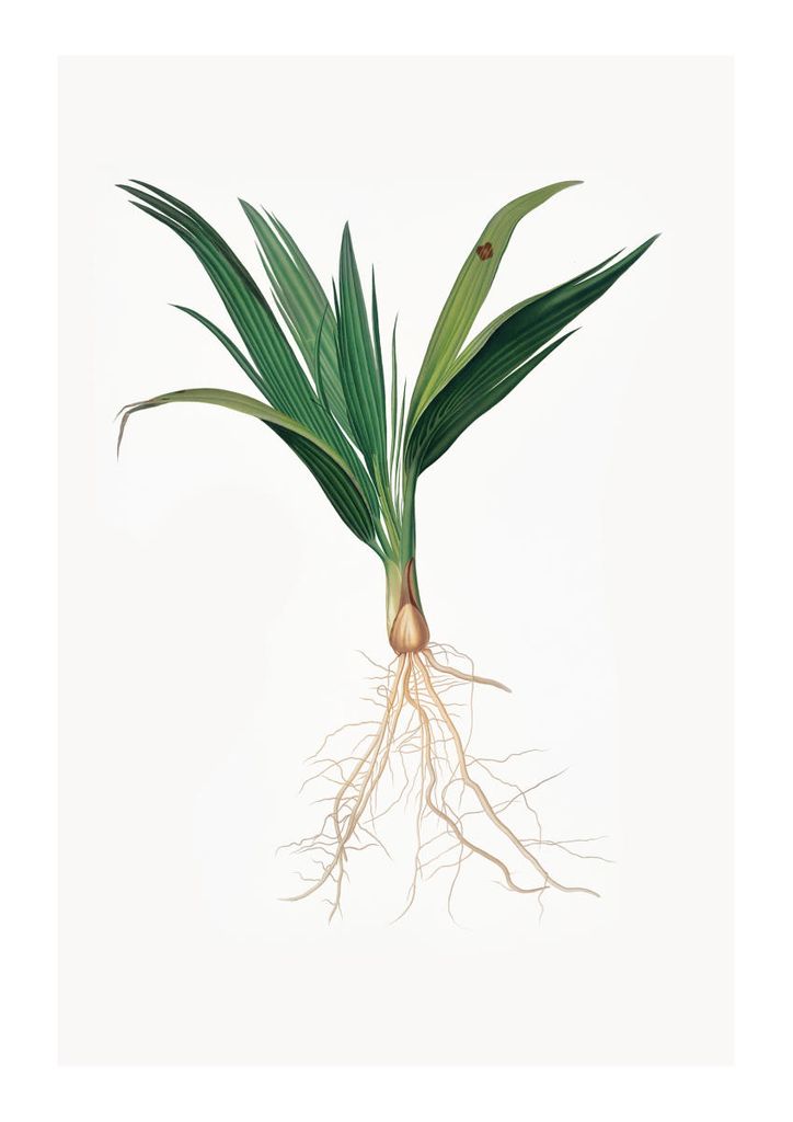 Poster - Vintage Plant 21x30 - Dear Sam