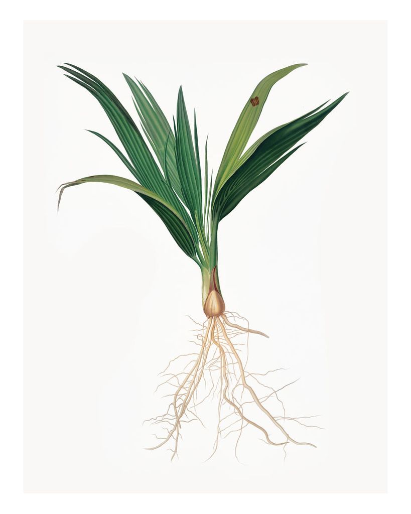 Poster - Vintage Plant 40x50 - Dear Sam