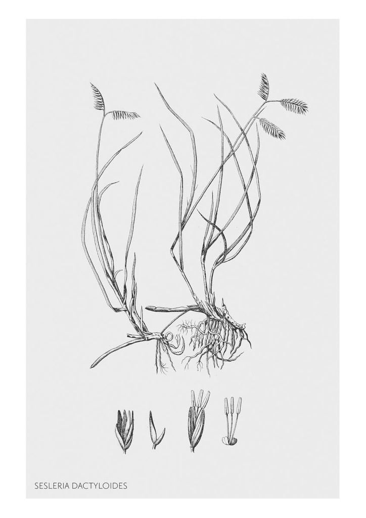 Poster - Vintage Sesleria 21x30 - Dear Sam