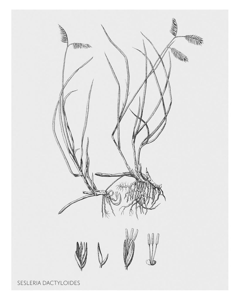 Poster - Vintage Sesleria 40x50 - Dear Sam